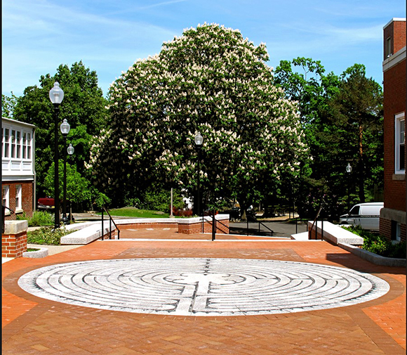 Horse Chestnut Tree near the Arts Walk